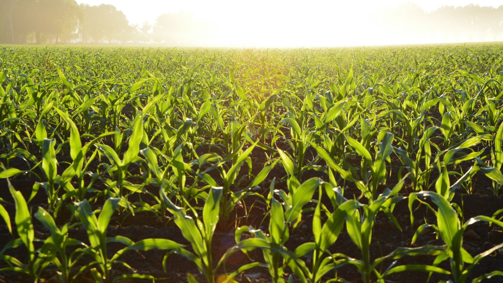 Field of crops for agribusiness insurance